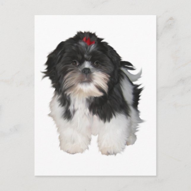 Carte Postale Chiots de Shitzu Shih Tzu (Devant)