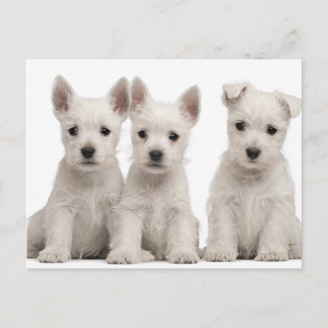 Carte Postale Chiots de West Highland Terrier (7 semaines) (Devant)