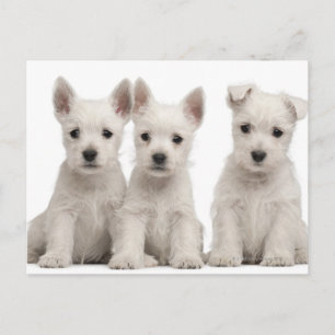 Carte Postale Chiots de West Highland Terrier (7 semaines)