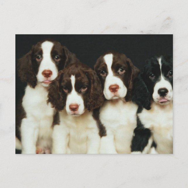 Carte Postale Chiots d'épagneul de springer anglais (2) (Devant)