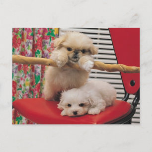 Carte Postale Chiots en train de jouer