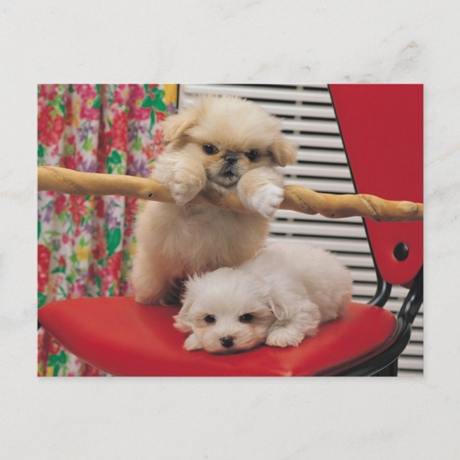 Carte Postale Chiots en train de jouer (Devant)