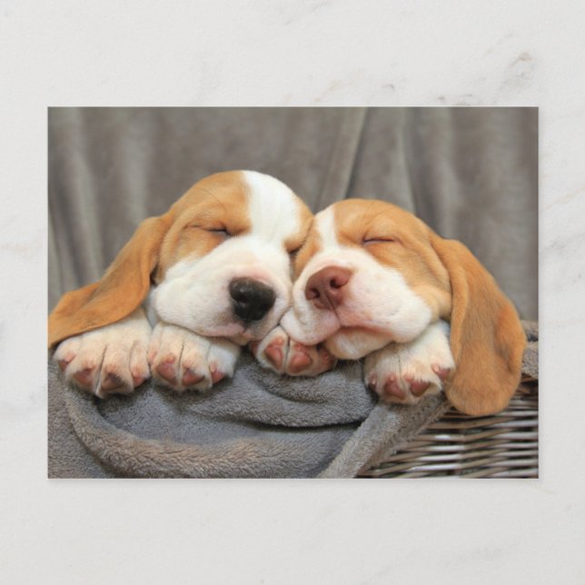Carte Postale Chiots endormis (Devant)