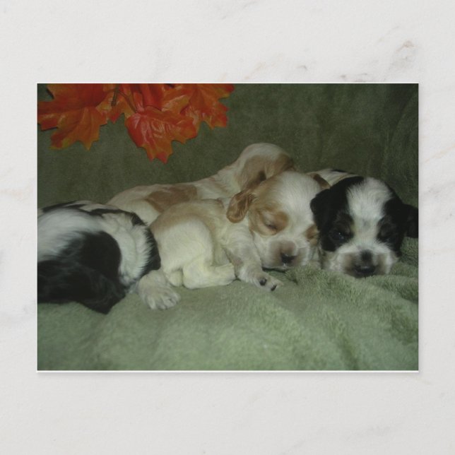 Carte Postale Chiots espagnols Roan Cocker. Heure de la sieste ! (Devant)