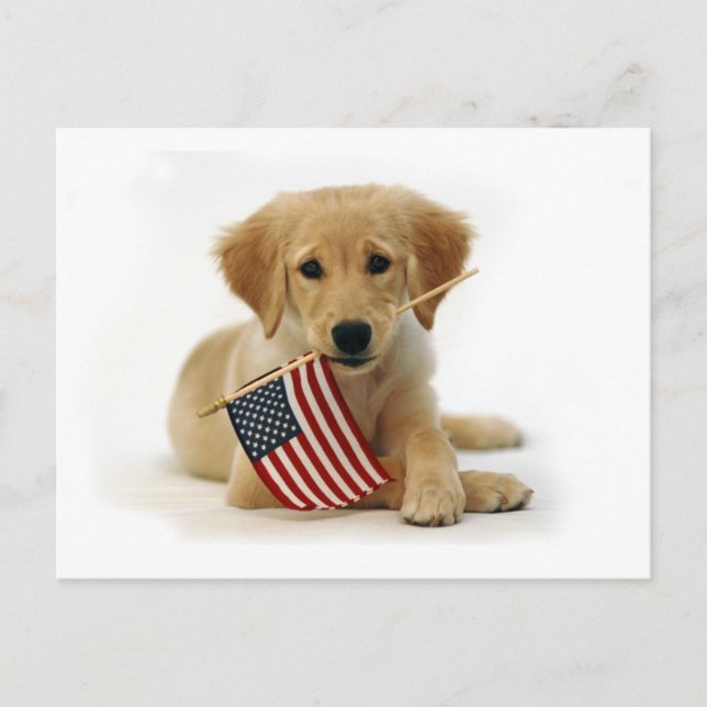 Carte Postale Chiots Golden Retriever et drapeau (Devant)