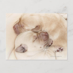 Carte Postale Chiots jaunes du Labrador Retriever, 10 jours