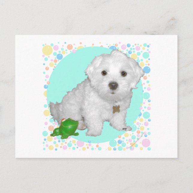Carte Postale Chiots Maltais avec Bulles (Devant)