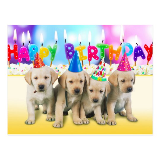 Carte Postale Chiots Mignons De Joyeux Anniversaire Zazzle Fr