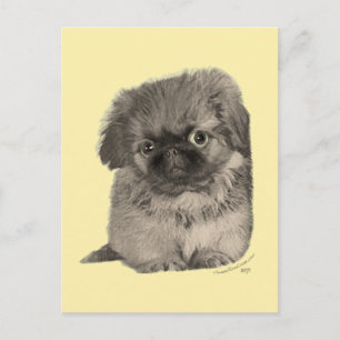 Carte Postale Chiots Pékinois Jaune