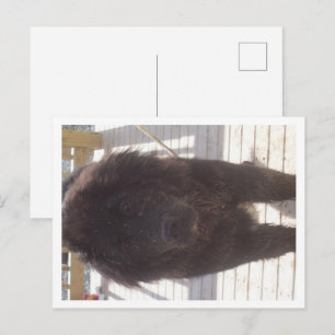 Carte Postale Chiots sales de Terre-Neuve