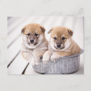 Carte Postale Chiots Shiba Inu dans une baignoire en aluminium