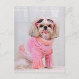 Carte Postale Chiots Shih Tzu - La langue tirée