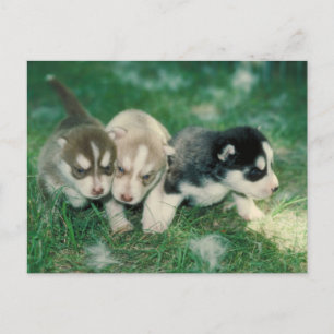 Carte Postale Chiots sibériens Husky