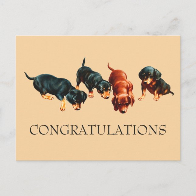 Carte Postale Chiots Teckel Curieux Félicitations (Devant)