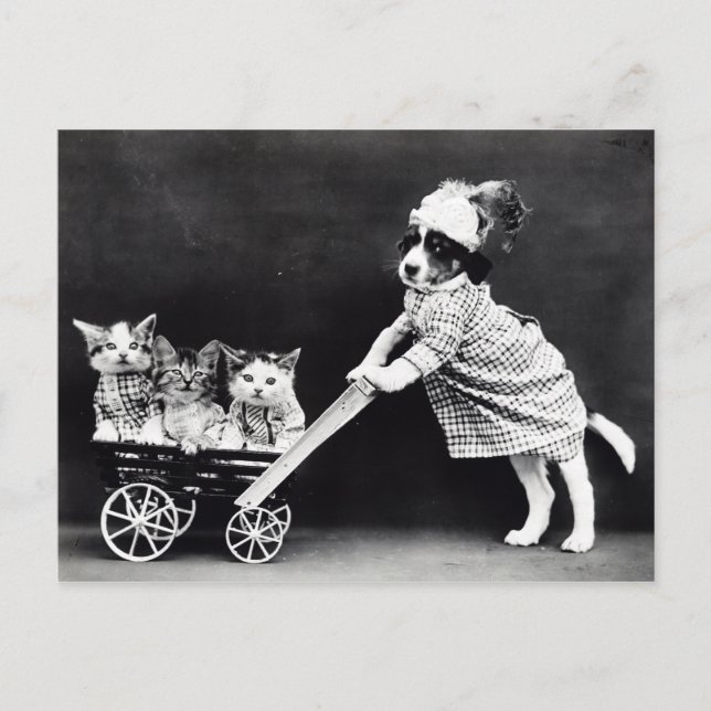 Carte postale Chiots vintages et chatons (Devant)