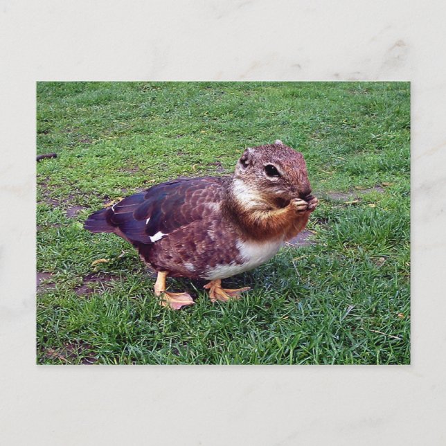 Carte Postale Chipduck (Devant)