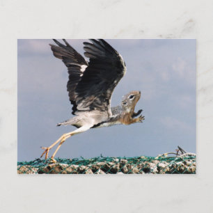 Carte Postale Chipheron