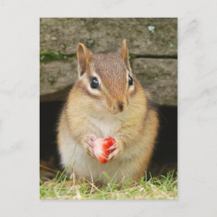 Carte Postale chipmund bébé avec fraise