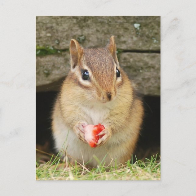 Carte Postale chipmund bébé avec fraise (Devant)