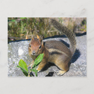 Carte Postale Chipmunk