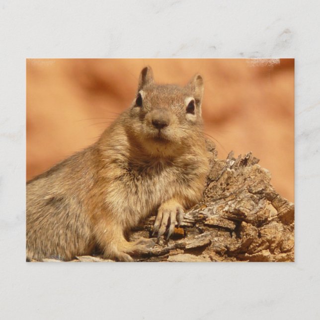 Carte postale Chipmunk (Devant)