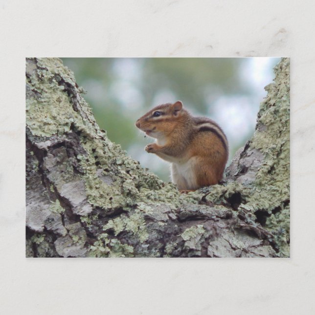 Carte Postale Chipmunk (Devant)