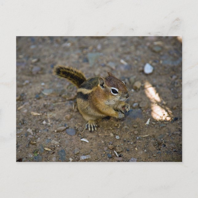 Carte Postale Chipmunk (Devant)