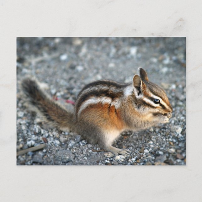 Carte Postale Chipmunk (Devant)