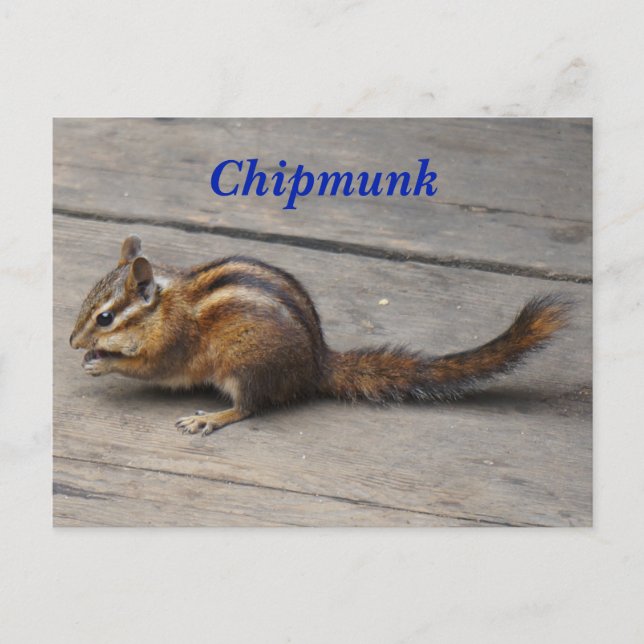 Carte postale Chipmunk (Devant)