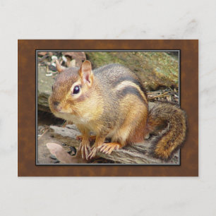 Carte postale Chipmunk