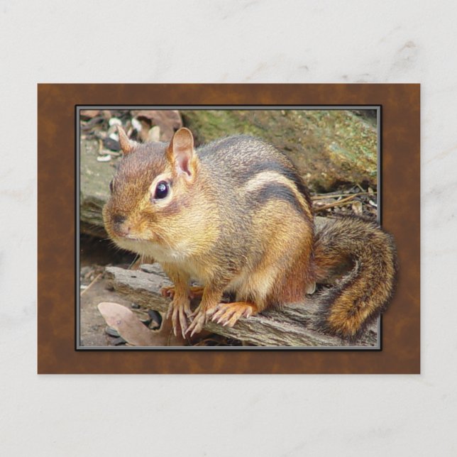 Carte postale Chipmunk (Devant)