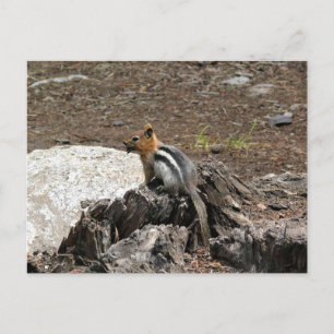 Carte Postale Chipmunk à Yosemite, Californie
