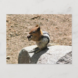 Carte Postale Chipmunk à Yosemite, Californie