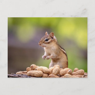 Carte Postale Chipmunk aux cacahuètes