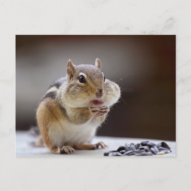 Carte Postale Chipmunk avec Cheeks Photo complète