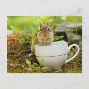 Carte Postale Chipmunk avec Teacup