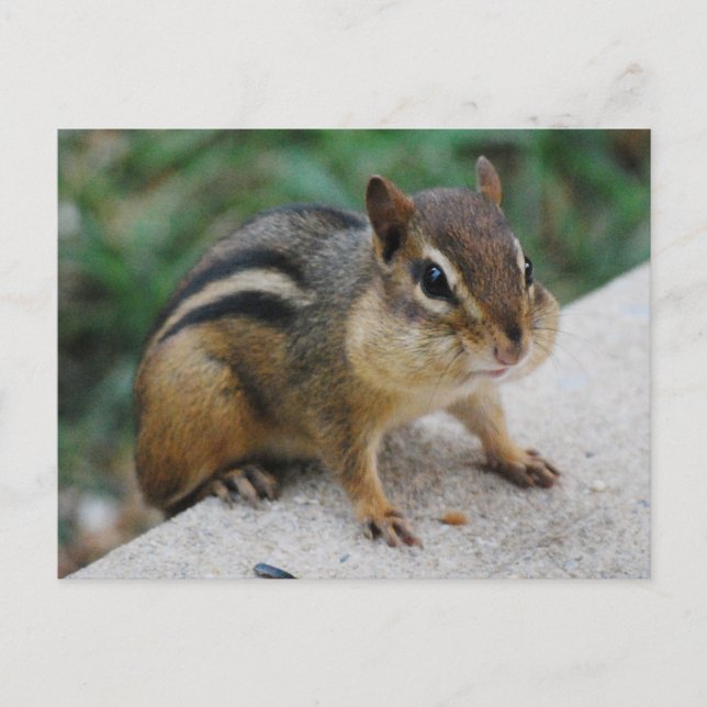 Carte Postale Chipmunk Cheeks (Devant)