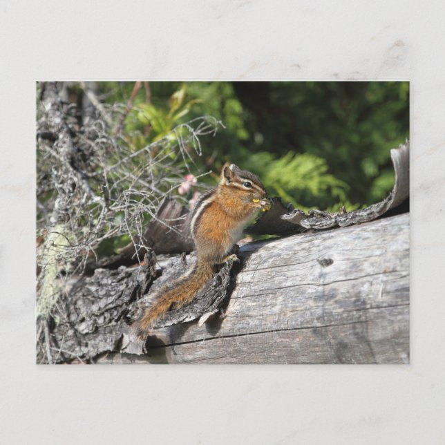 Carte Postale Chipmunk dans la forêt (Devant)