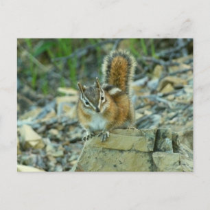 Carte Postale Chipmunk dans le parc national des Glaciers