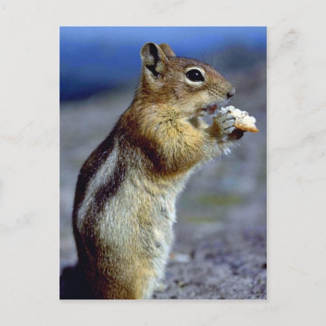 Carte Postale Chipmunk Debout Et Mange, Profil (Devant)