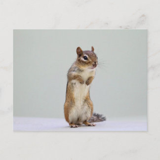 Carte Postale Chipmunk debout photo