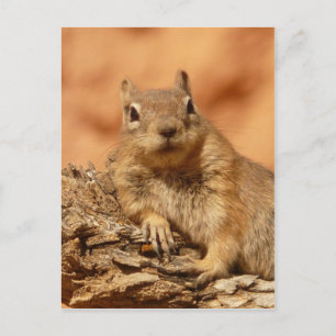 Carte Postale Chipmunk drôle allongé sur un rocher