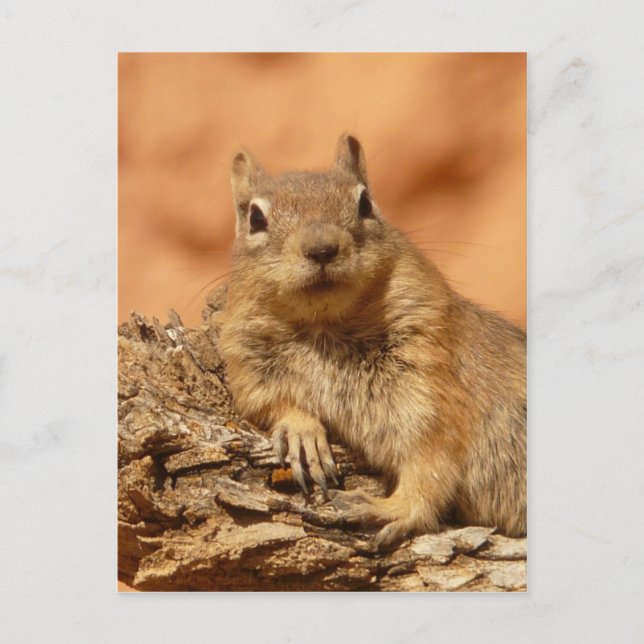 Carte Postale Chipmunk drôle allongé sur un rocher (Devant)