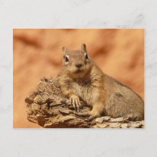 Carte Postale Chipmunk drôle allongé sur un rocher