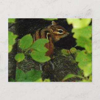 Carte Postale Chipmunk in Warren Vermont