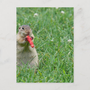 Carte Postale Chipmunk.JPG