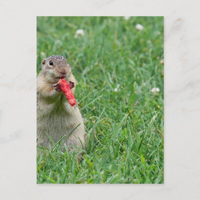 Carte Postale Chipmunk.JPG (Devant)