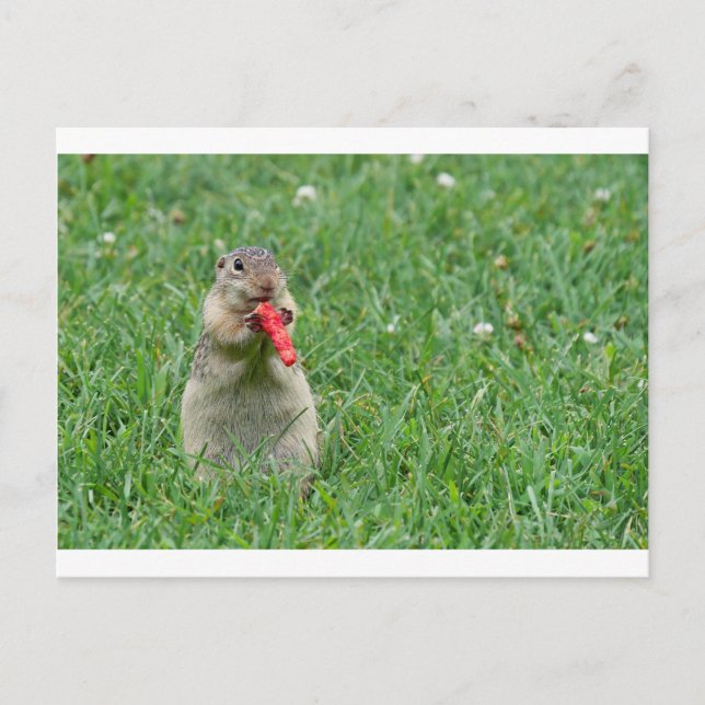 Carte Postale Chipmunk.JPG (Devant)