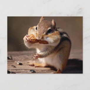 Carte Postale Chipmunk Le Farce Sur Le Visage
