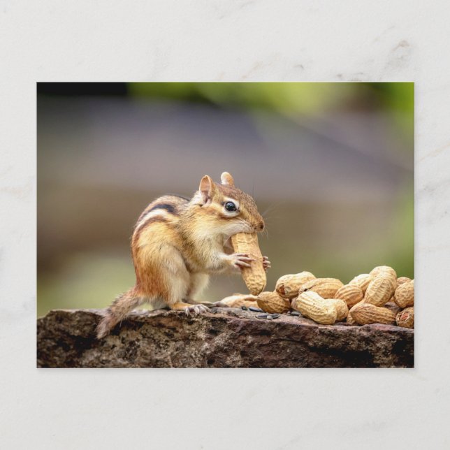 Carte Postale Chipmunk mange une cacahuète (Devant)